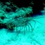 lobster_02.jpg