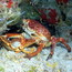 crab_01.jpg